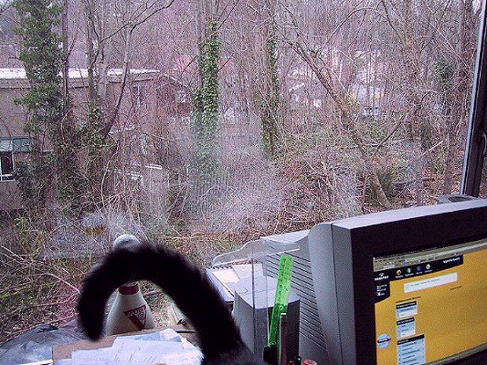[I went on a trip to San Francisco for a week, catsitting for friends. Here's a few pix of what I was leaving. Rainy leafy weather, cats and relentless stats checking on my website. This is the view from my desk.
]