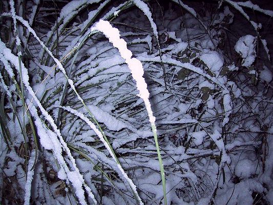 [It had snowed -- snowed! - the weekend before I left.
]